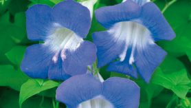 Mystic Sky Blue Flowers, Asarina