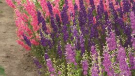Larkspur Limelight Mixed