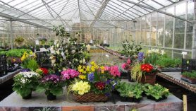 Plants for Mothering Sunday
