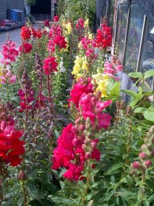 Antirrhinum Sonnet looking lovely at Downside Nurseries