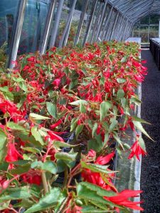 Begonia - Bossanova Red
