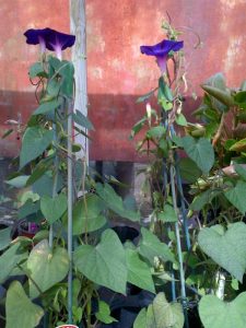 Gorgeous purple Ipomoea Grandpa Ott standing tall at Downside Nurseries
