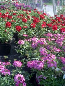 Trailing Verbenas
