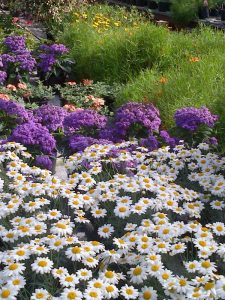 White Argyranthemum Heliotrope Coreopsis - Rum Punch