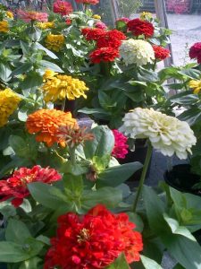 Zinnia Magellan-Mixed Colours
