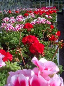 Zonal Geraniums
