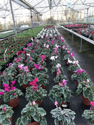 Pink and White Cyclamen at Downside