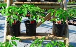 Tomatoes at Downside Nurseries