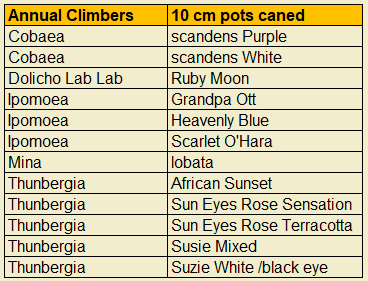 Downside Nurseries Plant List 2023 - Annual Climbers in 10cm pots