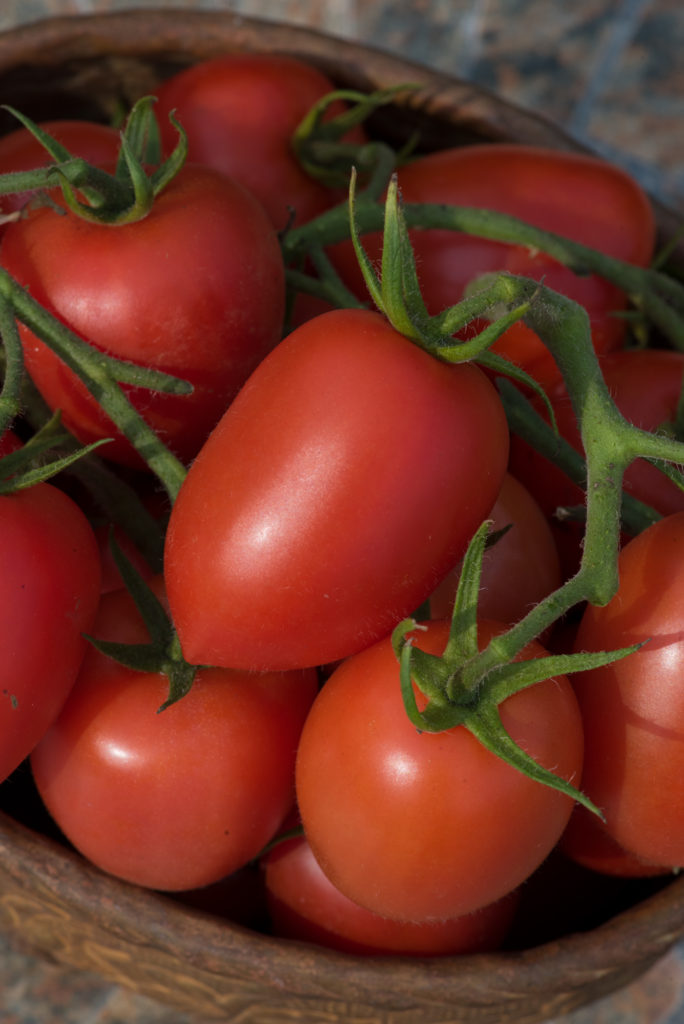 Tomato Nagina Solanum