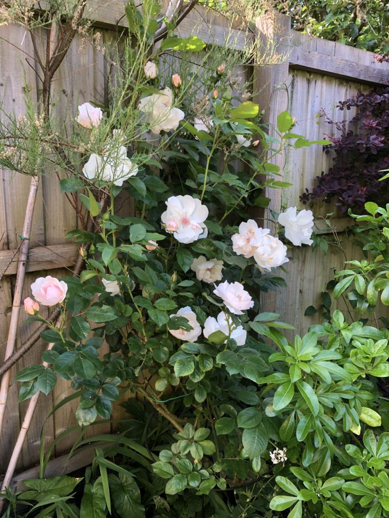 Rose Jacqueline du Pre