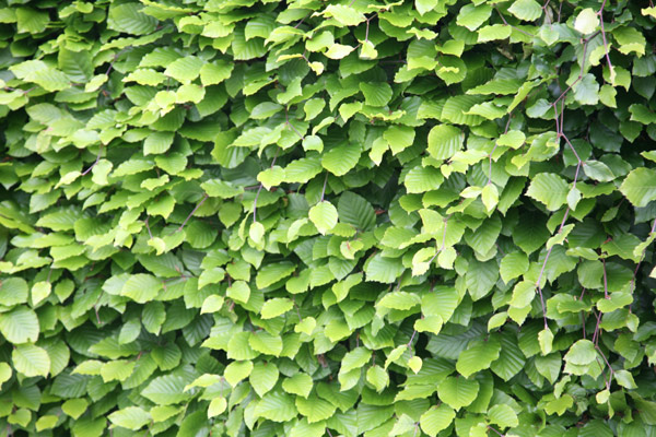 beech hedging