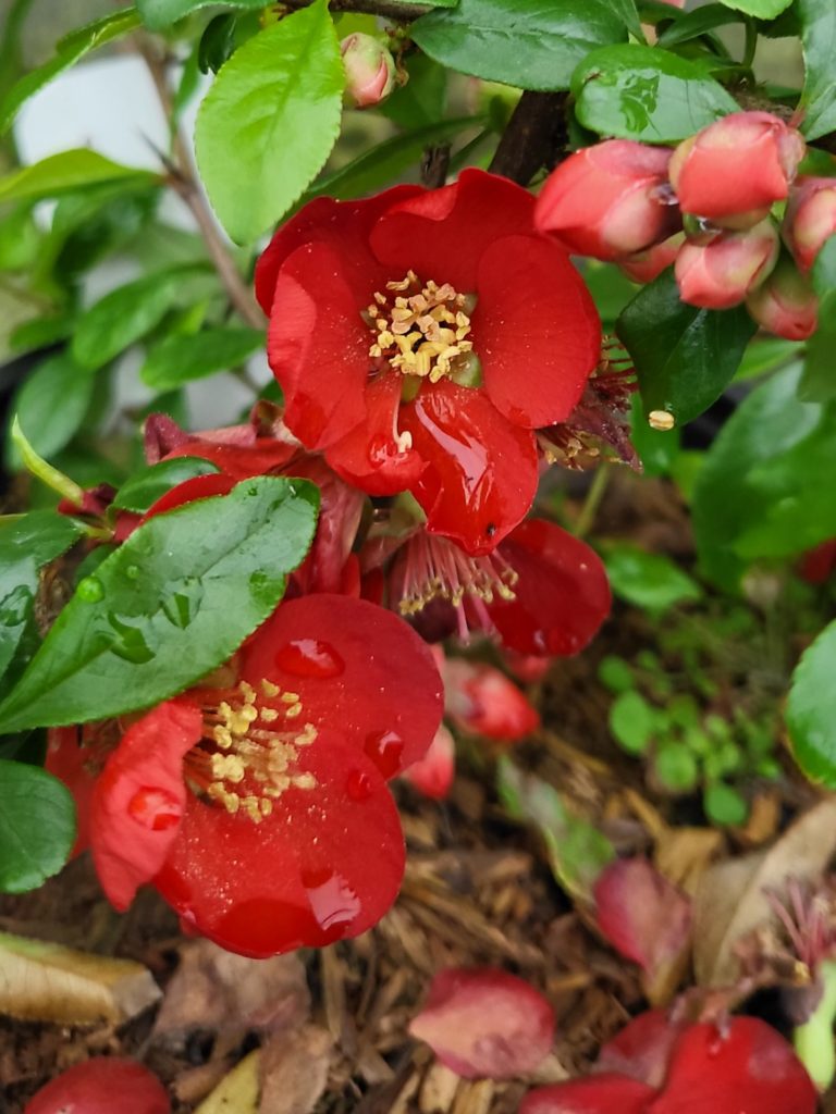 Chaenomeles at Downside Nursery