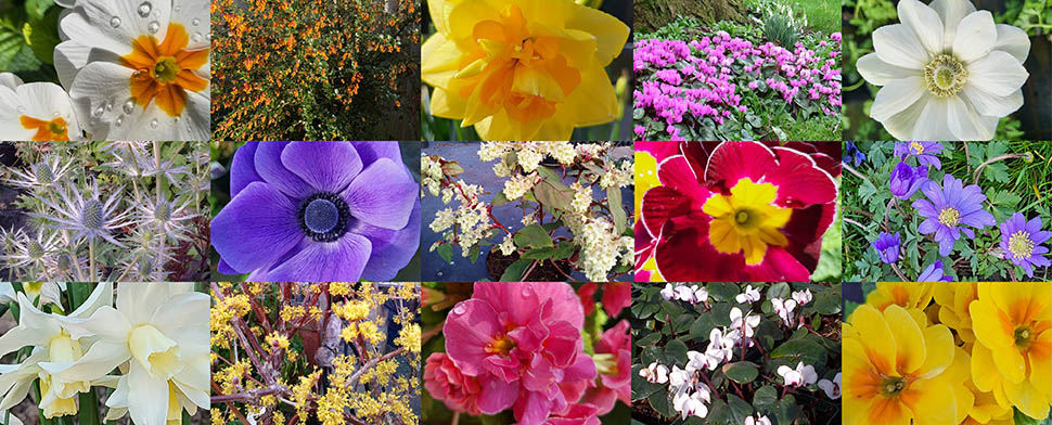 A lovely selection of Winter Flowers from Downside Nurseries
