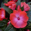 New Guinea Impatiens at the Nursery