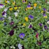 Pansies at Downside Nurseries