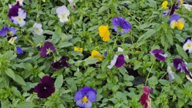 Pansies at Downside Nurseries