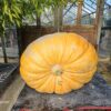 pumpkin at Downside Nurseries