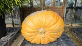 pumpkin at Downside Nurseries