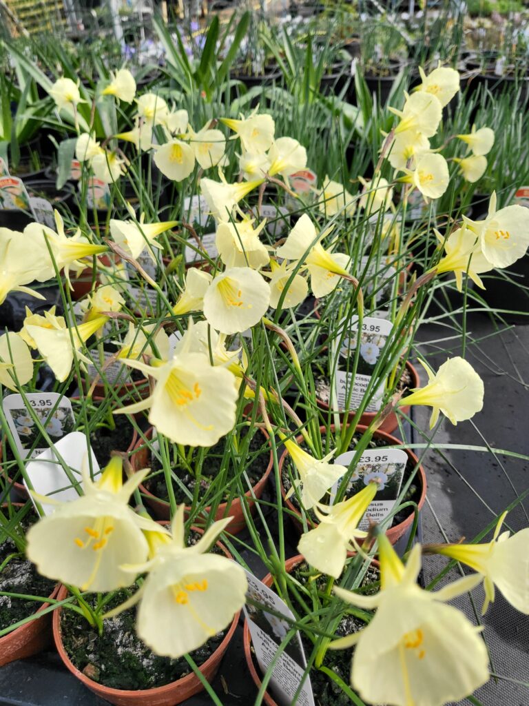 Narcissus Bulbocodium Arctin Bells on Downside Nurseries today
