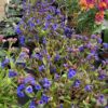 Pulmonaria Blue Ensign and Erysimum Winter Orchid