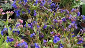 Pulmonaria Blue Ensign and Erysimum Winter Orchid