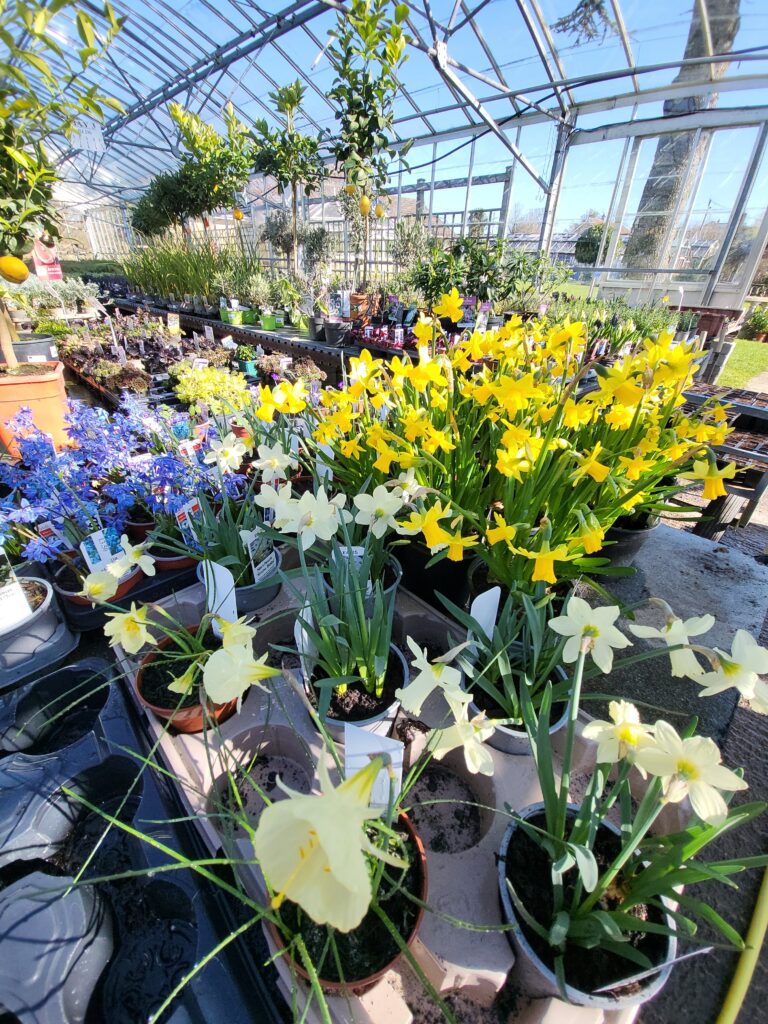 assorted spring bulbs at Downside Nurseries
