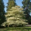 Cornus contraversa Variegata ( Wedding Cake Tree)