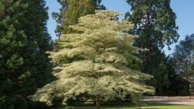 Cornus contraversa Variegata ( Wedding Cake Tree)