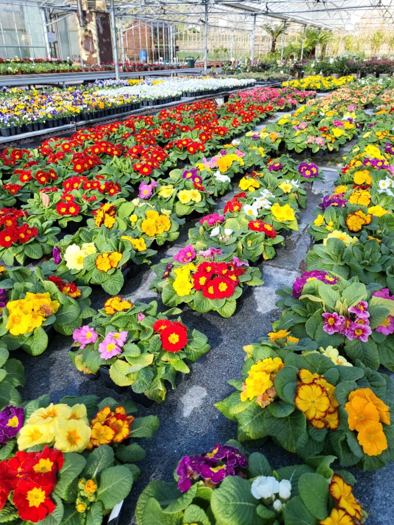 primroses at Downside today