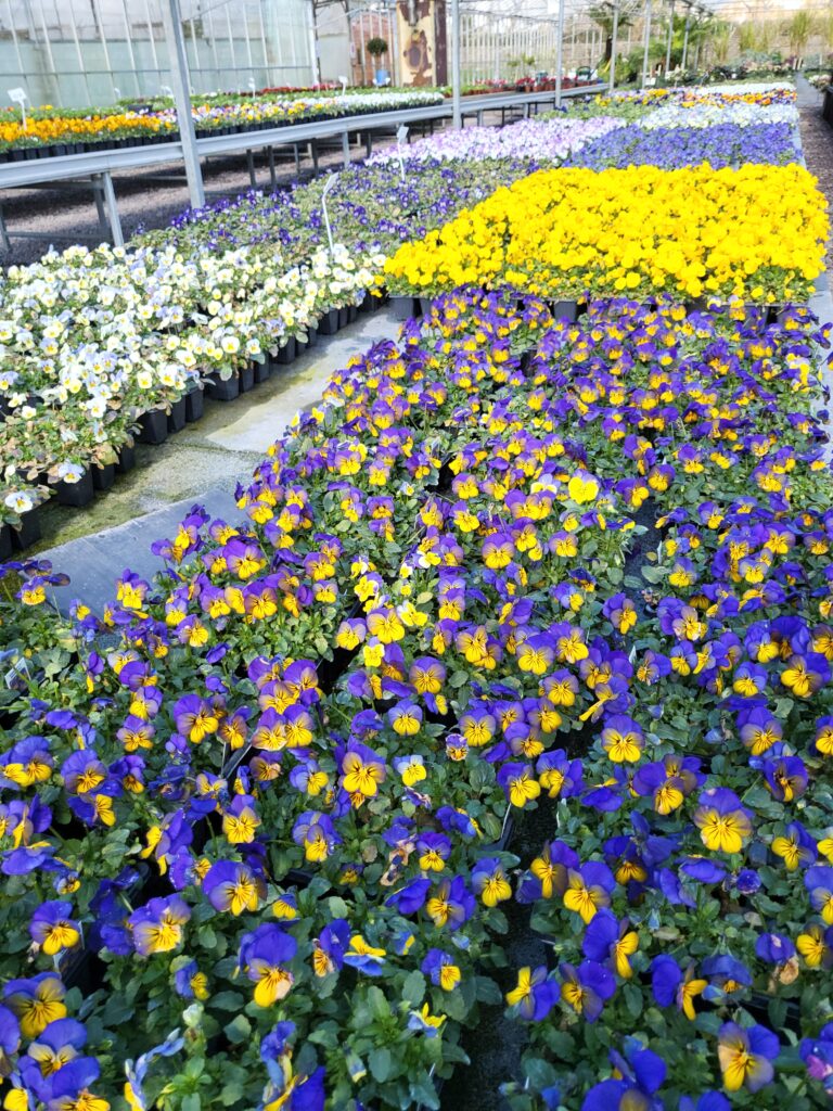 Violas at Downside Nurseries