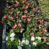 New Guineas at Downside 10th May