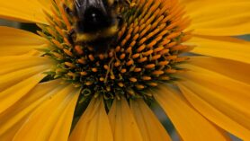 Echinacea