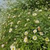 Erigeron