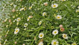 Erigeron