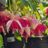 hardy fuchsia Garden News