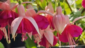 hardy fuchsia Garden News