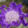 scabious