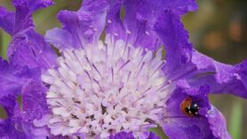 scabious