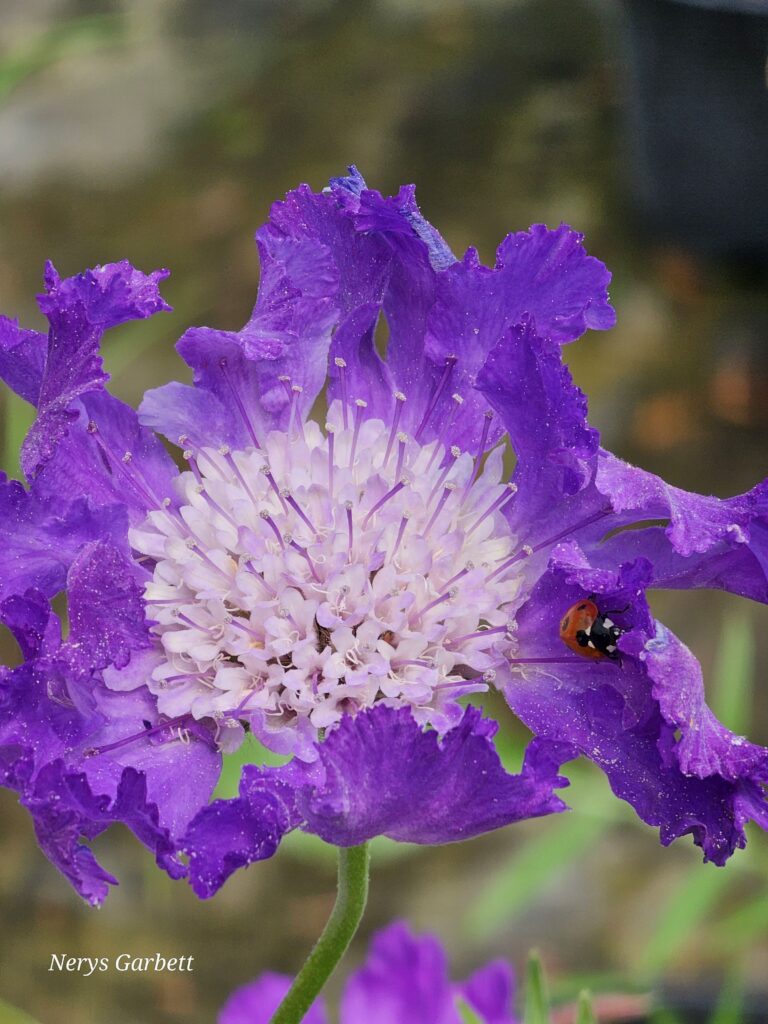 scabious