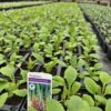 Autumn-Bedding-baby-foxgloves