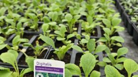 Autumn-Bedding-baby-foxgloves