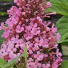 Buddleja