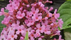 Buddleja
