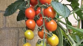 sugar gloss tomatoes