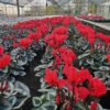 cyclamen at Downside Nurseries