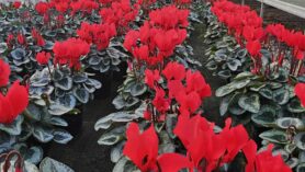 cyclamen at Downside Nurseries