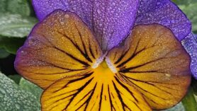 pansies at Downside Nurseries