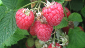 raspberry Glen Ample