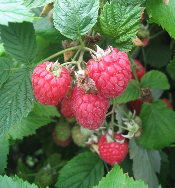 raspberry Glen Ample